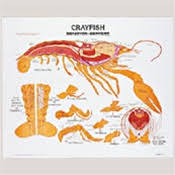 Zoology Chart Set Of 21 Complete Series On Charthead W Roller Base