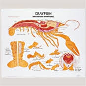 zoology chart set of 21 complete series on charthead w roller base