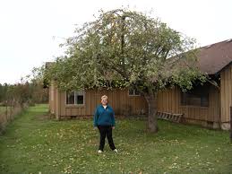 We also service weber, davis, and utah counties. Fruit Tree Pruning Artistic Arborist Eugene Oregon And Surrounding Area
