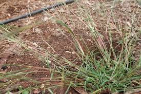 Image result for Bothriochloa