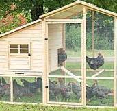 Cómo montar un gallinero: guía de instalación, cuidado y ...