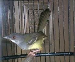 Gambar bentuk ekor pleci jantan paling keren. Cara Membedakan Burung Ciblek Jantan Dan Betina
