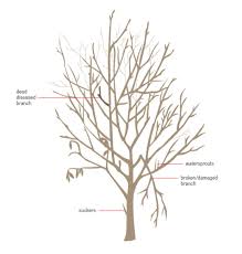 They are difficult to find,at least for me, on the net. Pruning Trees Shrubs Series Fruit Trees The Home Garden Center