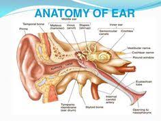 Ent Anatomy Sada Margarethaydon Com