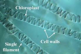 Maybe you would like to learn more about one of these? Lab Practical 101 Flashcards Chegg Com