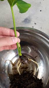 If you click on an affiliate link and make a purchase, we receive a small commission at no extra cost to you. How To Propagate A Philodendron Selloum Cerpen