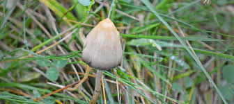 Show only goodness grows in north carolina members : The Notorious Magic Mushroom The Mushroom Diary Uk Wild Mushroom Hunting Blog