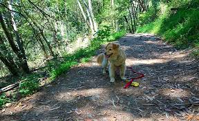 Dipsea, steep ravine, and matt. The Best Dog Friendly Hikes The East Bay Has To Offer