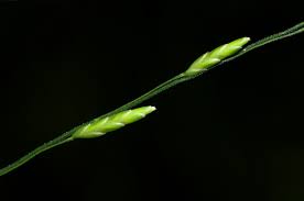 Image result for Megastachya