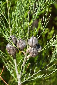 Image result for Callitris