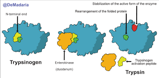 Zymogen | meaning, pronunciation, translations and examples. Enrique De Madaria On Twitter Genetic Mutations And Pancreatitis What Mutations Predispose To Pancreatitis Don T Miss This My Ueg Uegambassador Twitter Thread Pancreashgua Aespanc Aecirujanos Hpb So Me4 So Jeandonet Austinchiangmd