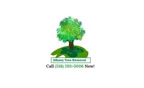 Albany, ny 12205 from business: Albany Tree Removal Home Facebook