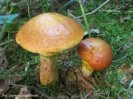 Maslak — maslak, dorf auf dem plateau im norden von constantinopel, zwischen pera u. Maslak Zolty Suillus Grevillei Atlas Nagrzyby Pl