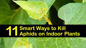 You can also plant things that attract ladybugs in your garden, like. 11 Smart Ways To Kill Aphids On Indoor Plants