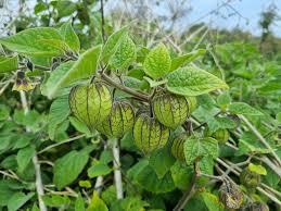 Image result for Physalis peruviana