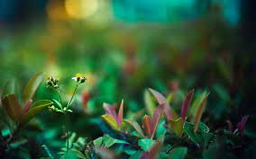 Green Life Widescreen Wallpaper Green Life Landscape Wallpaper