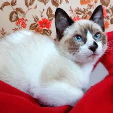 When I Was Only About Two Months Old My Human Family Found Me In The Street Calling Meow Meow Cats Snowshoe Snowshoeca Sevimli Kediler Siyam Kedisi Kedi