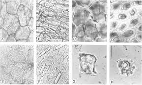 Image result for Leucas sexdentata
