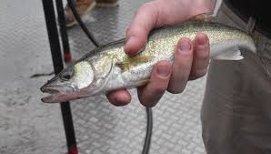 Record walleye hatches make Lake Erie fishing best ever, boosting local  tourism and economy