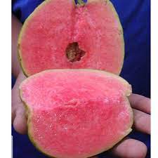 Pink guava, yang turut dikenali dalam bahasa melayunya sebagai jambu batu merah, merupakan sejenis tumbuhan daripada keluarga myrtaceae (antara jenis pokok yang terkandung dalam kumpulan ini ialah cengkih, kayu manis dan buah pala). Pokok Jambu Batu Merah Tanpa Biji Pink Guava Seedless Shopee Malaysia