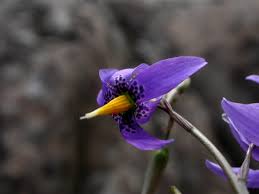 Image result for Tecophilaeaceae