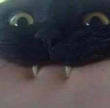 This little black cat is having a secret thought. Cat Black Cat And Meme Image 6814370 On Favim Com