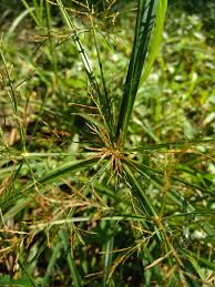 Image result for Cyperus nduru