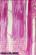 Image result for Cassipourea ndando