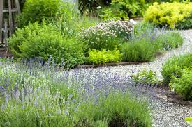 We did not find results for: 20 Best Perennial Herbs Types Of Herbs For An Edible Garden