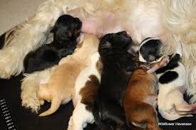 Look at pictures of havanese puppies in colorado who need a home. Havanese Puppies For Sale Near Denver Co Wildflower Havanese Colorado Wildflower Havanese
