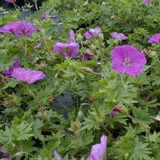 Image result for Geranium vagans