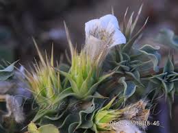 Image result for Lepidagathis