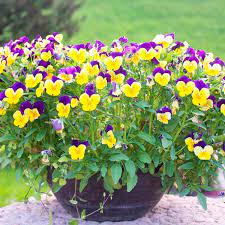 Planting and care, how to have nice flowers from fall to spring. Trailing Viola Viola Cornuta My Garden Life