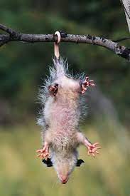 Possom Lol Animals Horses And Dogs Animal Pictures