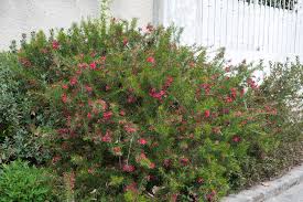 Image result for Grevillea
