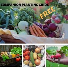 However there are a lot of variables that can impact the effectiveness of plant companions. Free Companion Planting Guide Grab Your Free Guide Today