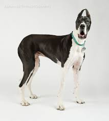 Vip puppies has a great selection of purebred great dane puppies for adoption. Mayrotm Greatdane 163 Great Dane Rescue Of Minnesota Wisconsin May Rescue Of The Month Great Dane Rescue Great Dane Dane