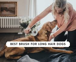 (examples of short haired breeds: Best Brush For Long Hair Dogs 2021 We Love Doodles