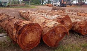 Image result for Khaya grandifoliola