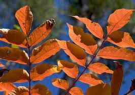 Check spelling or type a new query. White Ash Tree A Profile Of A Tree Howstuffworks