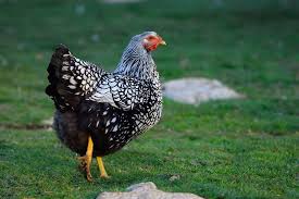 They get their name from the wyandotte nation, but they have no direct historical today there are many more color varieties of wyandotte, with the blue laced red being one of the most recent. Wyandotte Chicken Care Guide Color Varieties And More Chickens And More