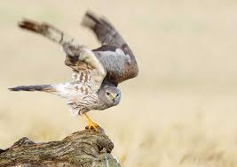 Check spelling or type a new query. British Birds Of Prey Identification Guides Bird Spot