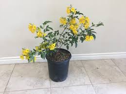 Image result for Tecoma