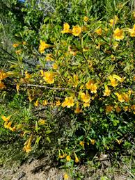 It is a delightful small evergreen shrub growing. Point Slo Lighthouse On Twitter Sticky Monkey Flower Is Native To California Growing Up To Four Feet Tall The Sticky Leaves Allow The Flower To Adhere To Things The Miwok And Pomo