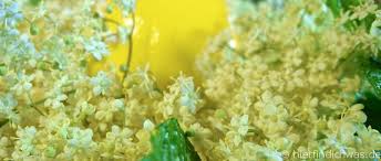 Holundersirup Zitrone Dessert Selbst Machen Rezept Einfach Holundersirup Pfefferminzsirup Sirup