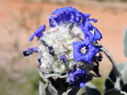 Image result for Bonamia mossambicensis