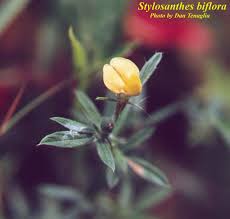 Image result for Stylosanthes