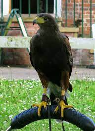 If pest birds are feeding on the food in feeders set out for desirable birds, try changing the type of food used. About Us Apeer Bird And Pest Control Ltd