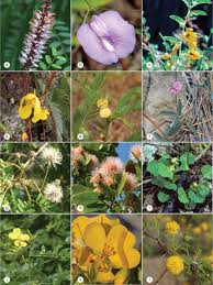 Image result for Rhynchosia chapmanii