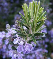 Tampilan yang menawan dengan berikut ini adalah beberapa variasi kumpulan gambar tanaman rosemary yang wajib disimak. 53 Top Gambar Bunga Rosemary